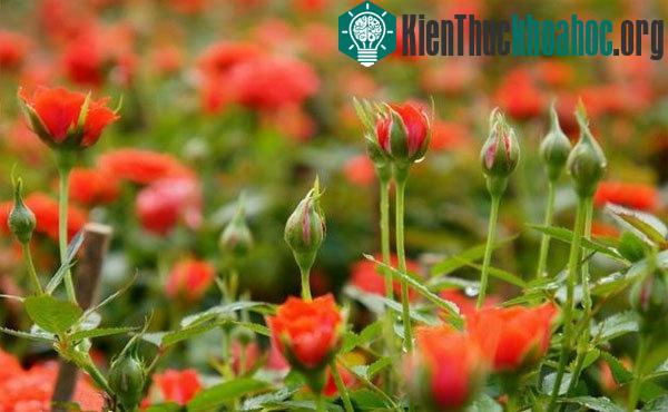Hoa hồng tỉ muội tuy nhỏ nhưng sẽ vô cùng rực rỡ nếu người trồng nắm vững kỹ thuật trồng hoa. (Ảnh minh họa)