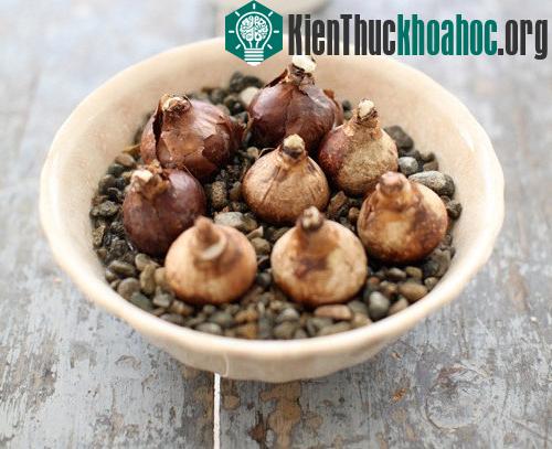 Đặt củ hoa thủy tiên vào chậu.