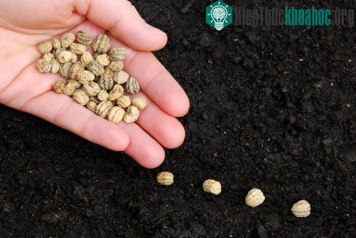 Không gieo quá nhiều hạt giống vào một thùng.