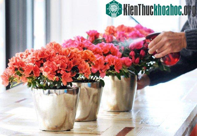 Để có hoa to và đẹp thì cần bón một lượng phân phù hợp