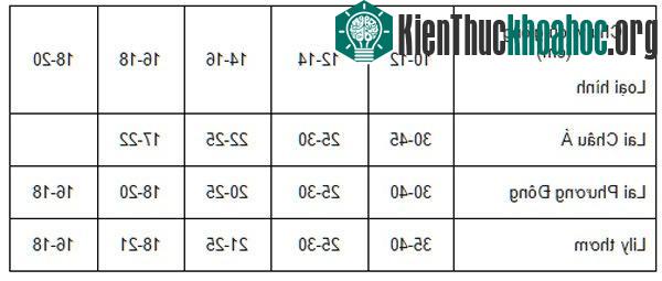 Mật độ trồng với quy cách củ giống và kích cỡ