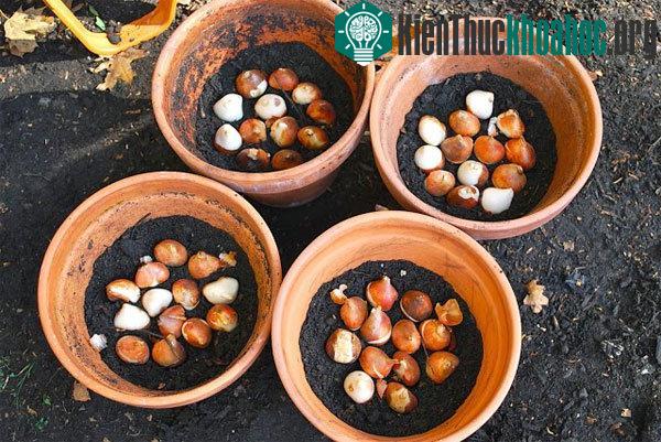 Người trồng hoa nên để củ giống hướng lên trên.