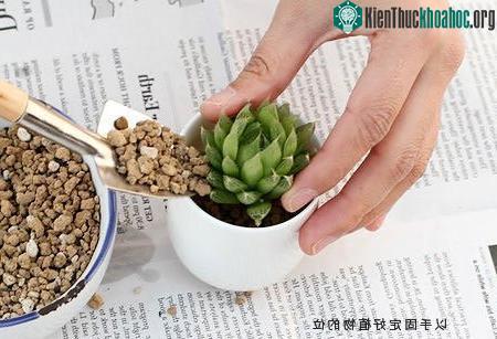 Người trồng hoa cũng nên chú ý bước này trong kỹ thuật trồng hoa để tránh trình trạng cây hoa bị đổ hoặc xiêu vẹo. (Ảnh minh họa).