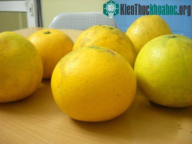 Trồng đúng cách sẽ thu hoạch được quả bưởi Diễn chất lượng cao, mọng nước