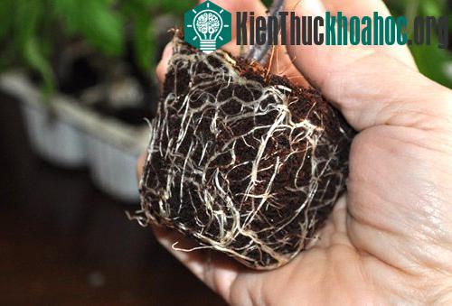 Cây cà chua có hình thái rễ chạy dọc lên cả phần thân