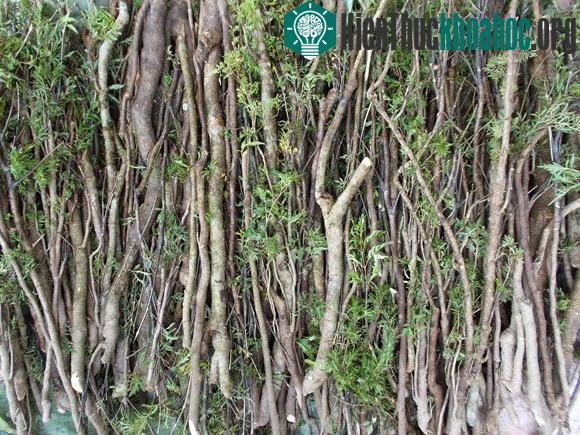 Tất cả các bộ phận của cây đều có công dụng trong y học