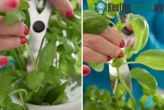 Trồng húng quế bằng phương pháp thủy canh