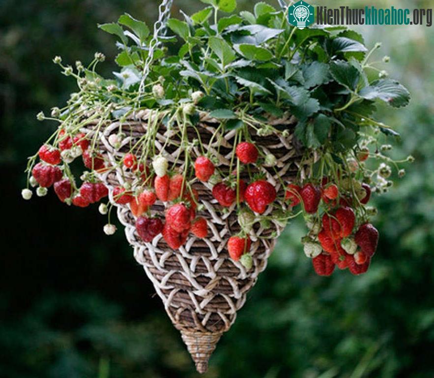 Sau khoảng 2 tháng là có thể thu hoạch những trái dâu chín mọng đầu tiên