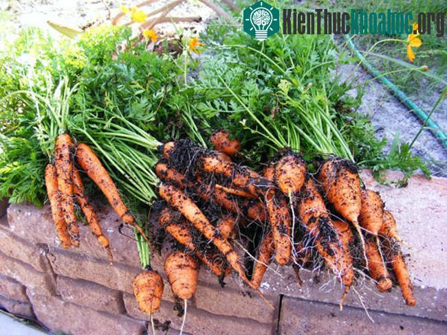 Loại bỏ đất bám xung quanh củ và rửa bằng nước cho sạch bùn đất