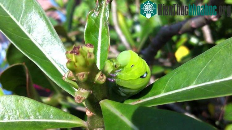 Sâu xanh cắn phá và ăn hết những đọt lá non tạo thành.