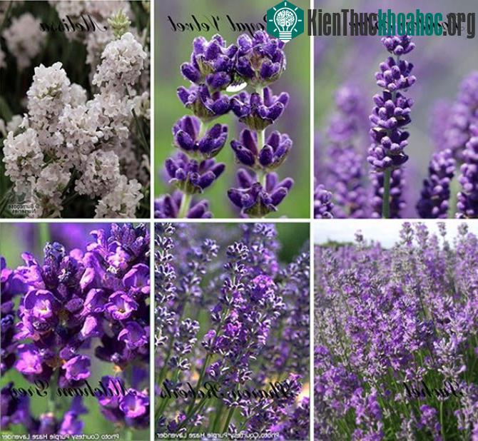 English Lavender