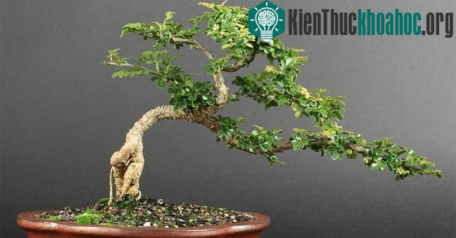 Mỗi loại cây có độ mềm dẻo khác nhau, do đó tùy vào loại cây mà bạn chọn cách thức nhất định để uốn và xác định mức độ tác động.