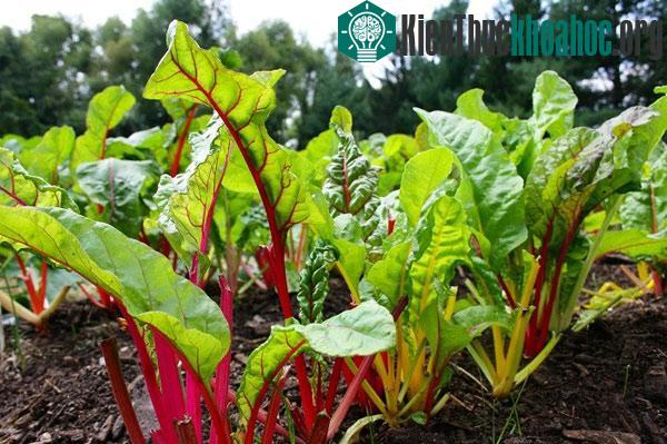 Rau cải cầu vồng có 'ngoại hình' bắt mắt