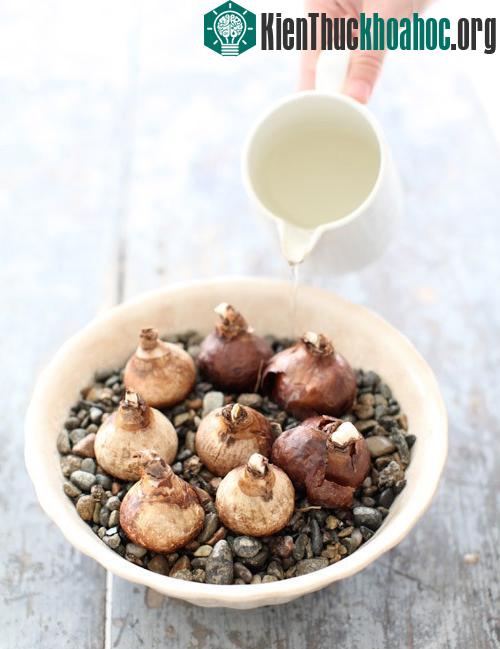 Tưới nước tới phần rễ.