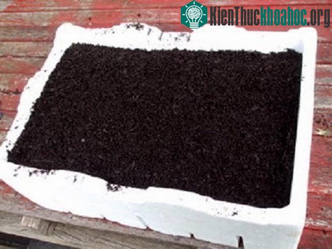 Bạn có thể chuẩn bị đất bằng cách, lót 1 lớp giá thế như xơ dừa, các loại xơ quả vừa dễ thoát nước mà vẫn giữ lại các chất dinh dưỡng tốt cho cây.