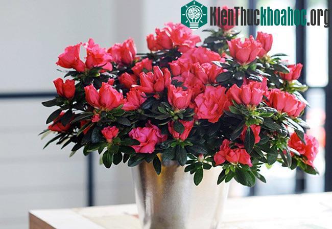 Cách chăm sóc hoa đỗ quyên để ta hoa đúng tết