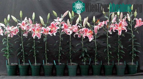 Công đoạn chăm sóc là công đoạn không thể thiếu trong quy trình kỹ thuật trồng hoa ly.