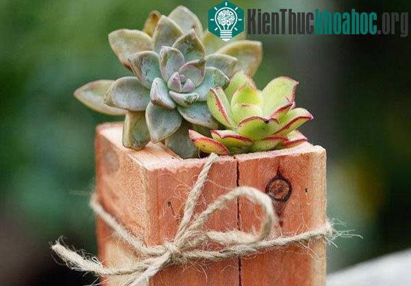 Sen đá là một loài hoa rất dễ sống và không đòi hỏi người trồng phải thường xuyên chăm sóc. (Ảnh minh họa).