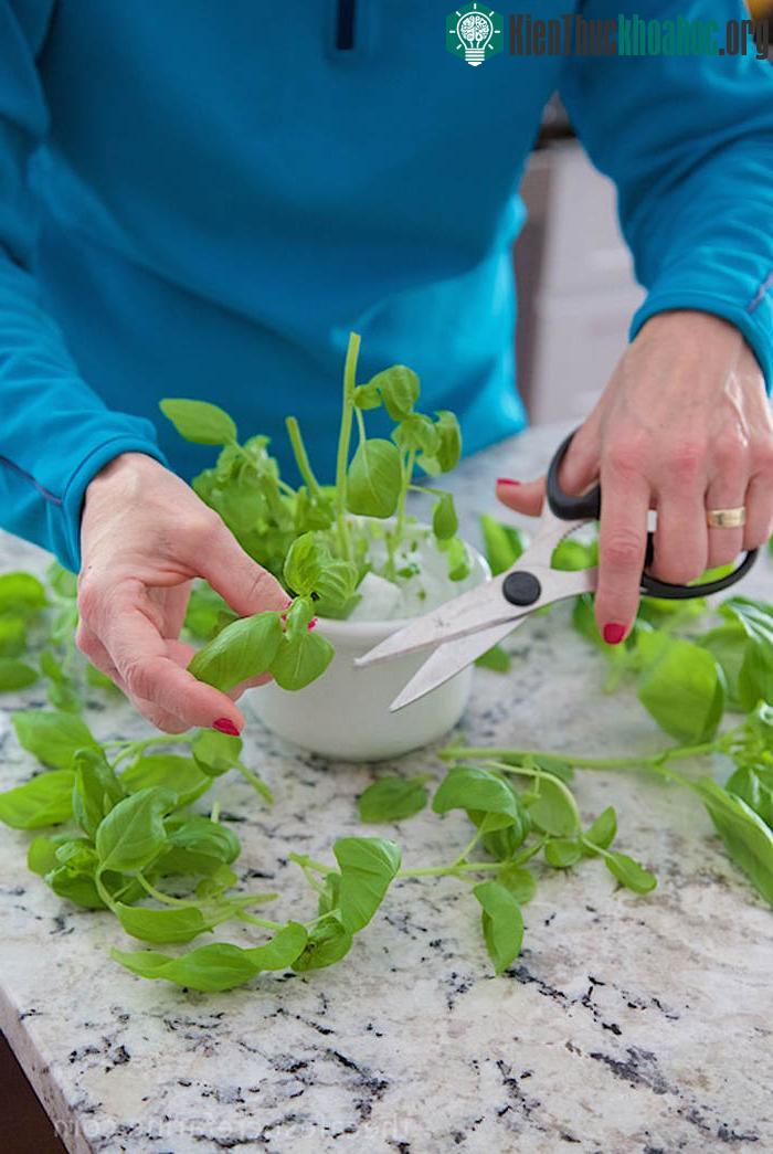 Dùng kéo cắt từ ngọn trở xuống khoảng 5 - 9cm để lấy phần lá non mới nhú.