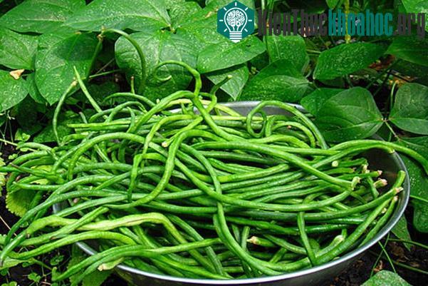Quả đậu đũa có nhiều chất dinh dưỡng