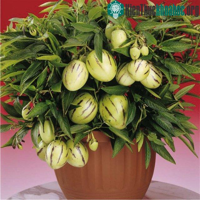 Dưa pepino là loại cây thu hoạch ngắn và năng suất cao