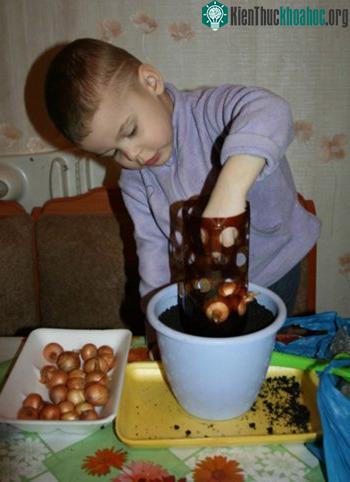Bình có thể xếp được nhiều lớp hành, mỗi lớp cách nhau một lớp mùn