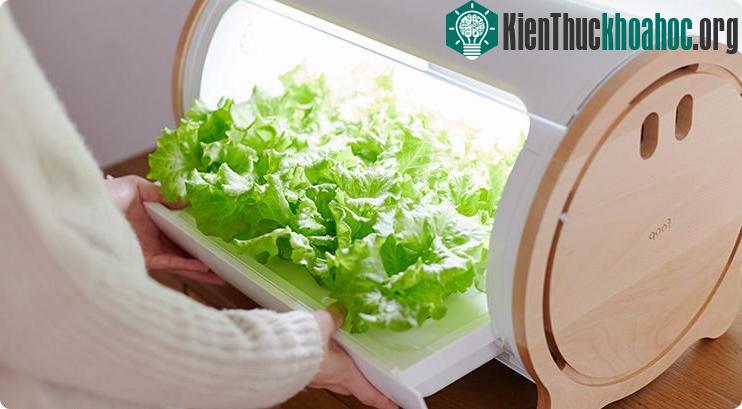 Sau khoảng một tháng, bạn có thể tỉa dần lá rau ăn dần mà không cần nhổ cả cây. Cách trồng thủy canh sẽ giúp cây phát triển nhanh hơn.