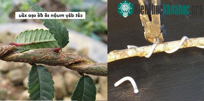 Tháo dây cũng rất cần kỹ thuật
