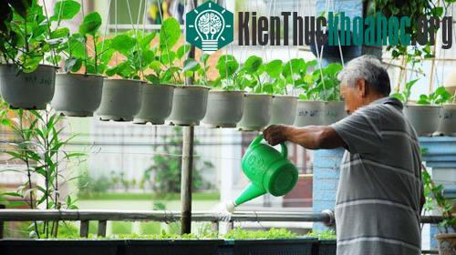 Cần chú trọng tưới nước trong kỹ thuật trồng cây, rau sạch tại nhà.