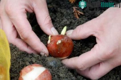Kiểm tra củ giống khi củ giống bắt đầu mọc mầm.
