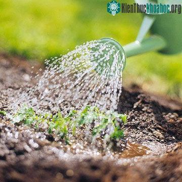 Cây cà chua con ưa ẩm nên cần phải tưới nước thường xuyên