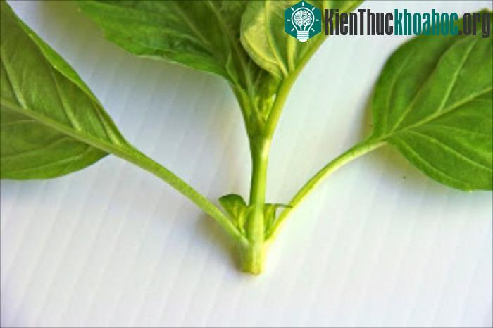 Ngắt bỏ các lá thấp phía dưới, chỉ để lại vài phần lá non bên trên.