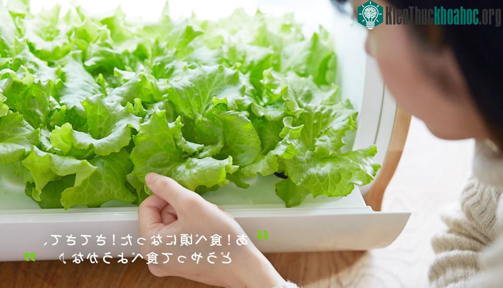 Các loại cây thích hợp với hình thức này là rau diếp, mùi tây, các loại rau thơm...