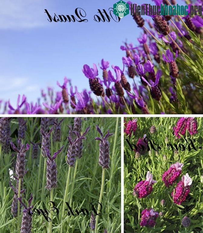 Spanish Lavender