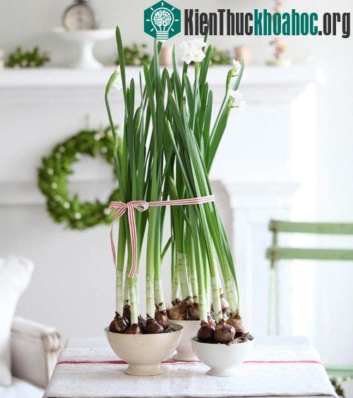 Thủy tiên khi nở hoa.
