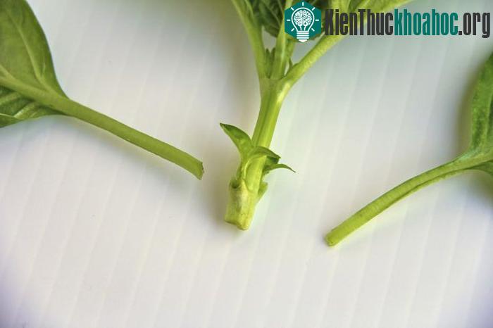 Ngắt bỏ các lá thấp phía dưới, chỉ để lại vài phần lá non bên trên.