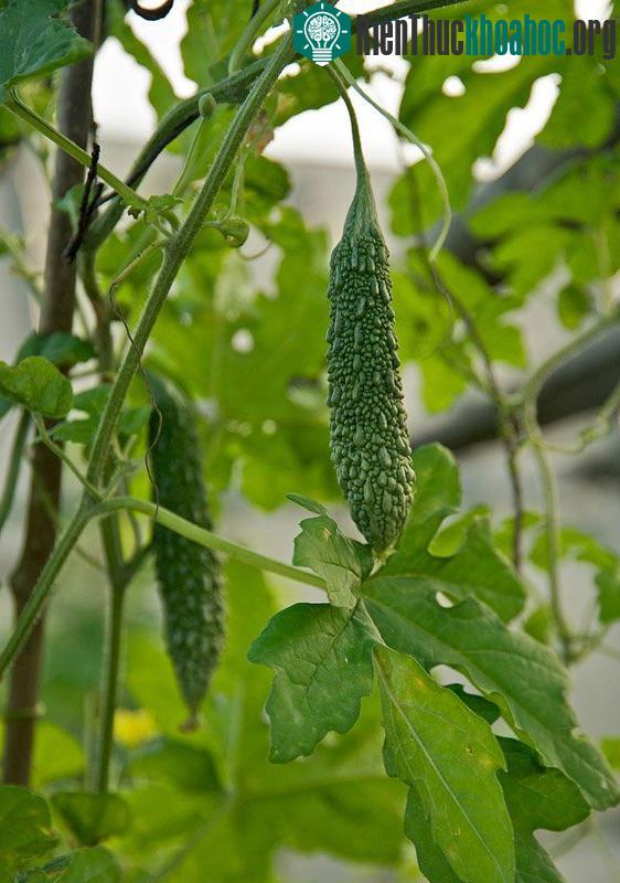 Mướp đắng - khổ qua là loại cây dễ trồng, dễ sống