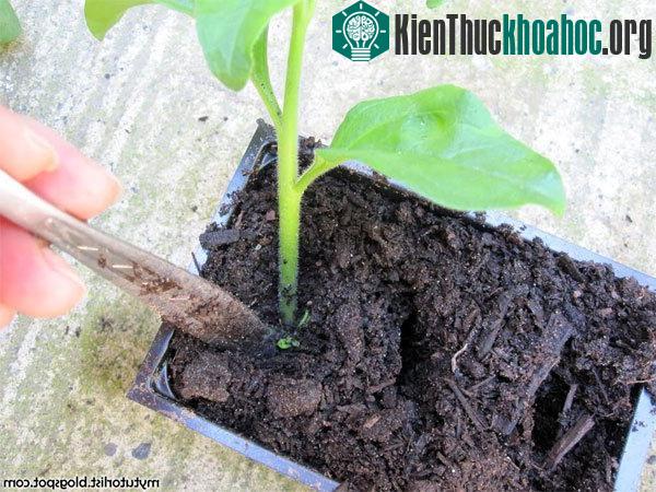 Bước 6 - Cho dạ yến thảo vào đất. (Ảnh Mytutorlist)