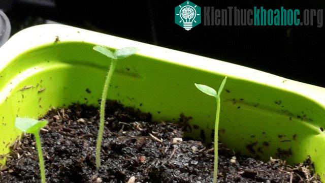 Sau khi vớt hạt thì gieo thẳng vào đất
