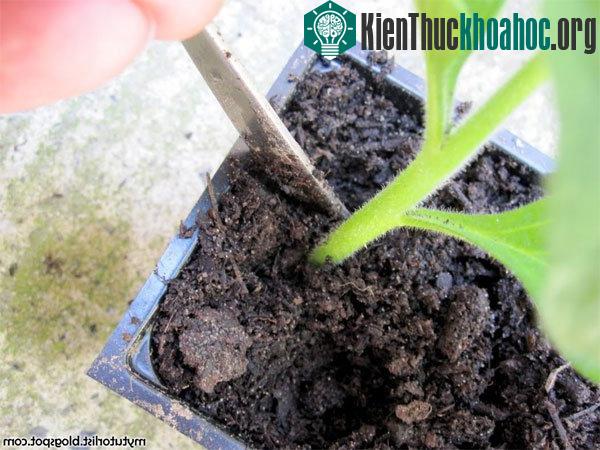 Bước 7 - Lấp đất. (Ảnh Mytutorlist)