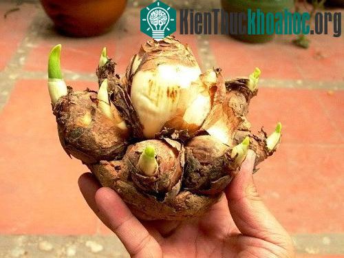 Chọn củ thủy tiên tròn và dẹt.