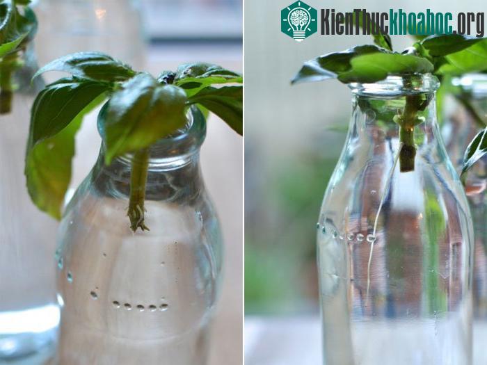 Cho nhánh húng quế vào nước sạch và thay nước thường xuyên.