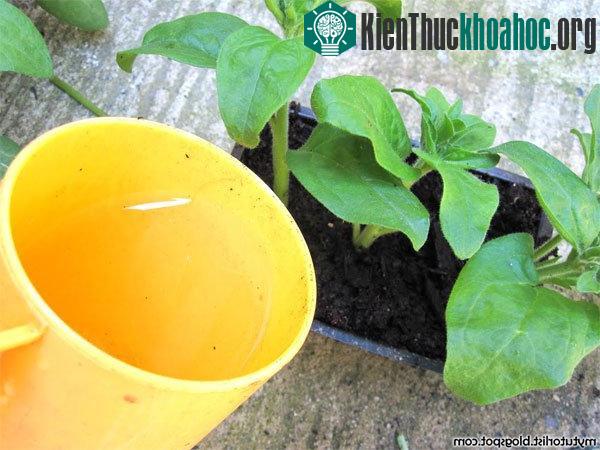Bước 8 - Tưới đẫm đất. (Ảnh Mytutorlist)