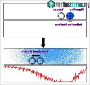 Lợi ích mới của sự phát tín hiệu hóa học ảnh 0