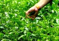 Giống chè mới trên đất Nghệ An