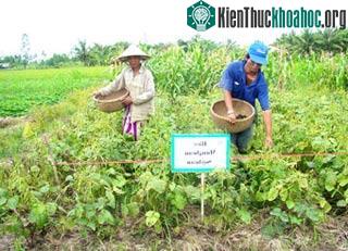 Cải thiện độ phì nhiêu của đất thâm canh lúa - Những giải pháp triển vọng ảnh 0