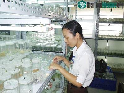 Nghiên cứu các loại giống trong phòng thí nghiệm