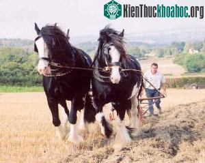 (Ảnh: wealddown.co.uk)