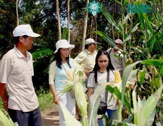 Khai thác tiềm năng cây bắp lai ảnh 0
