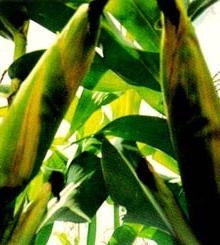 Kỹ thuật trồng giống bắp lai BIOSEED 9696 ảnh 0